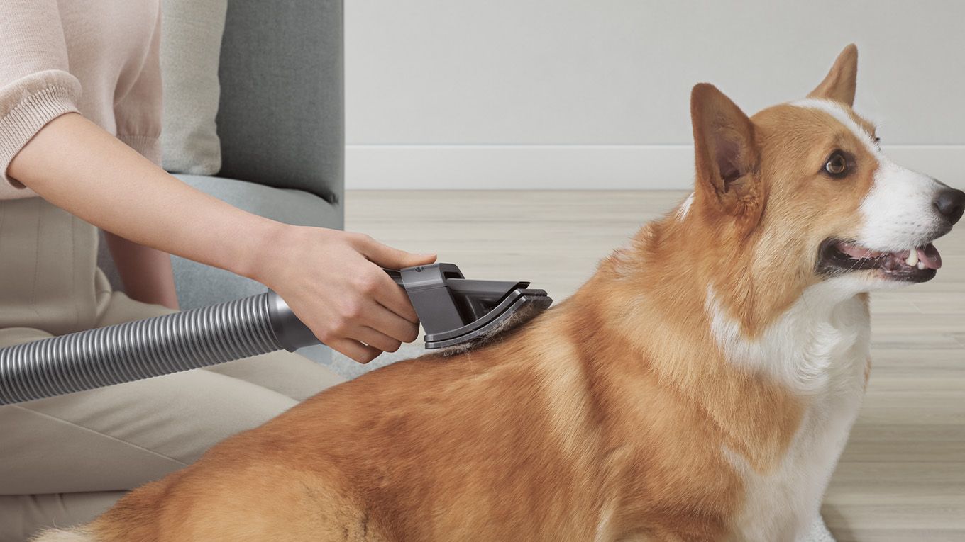 Dyson Pet grooming tool used to groom dog